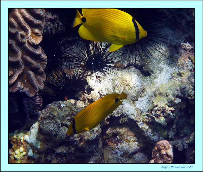 2011 - 03 - Koh Rok 32